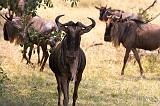 TANZANIA - Serengeti National Park - Migrazione Gnu - 23